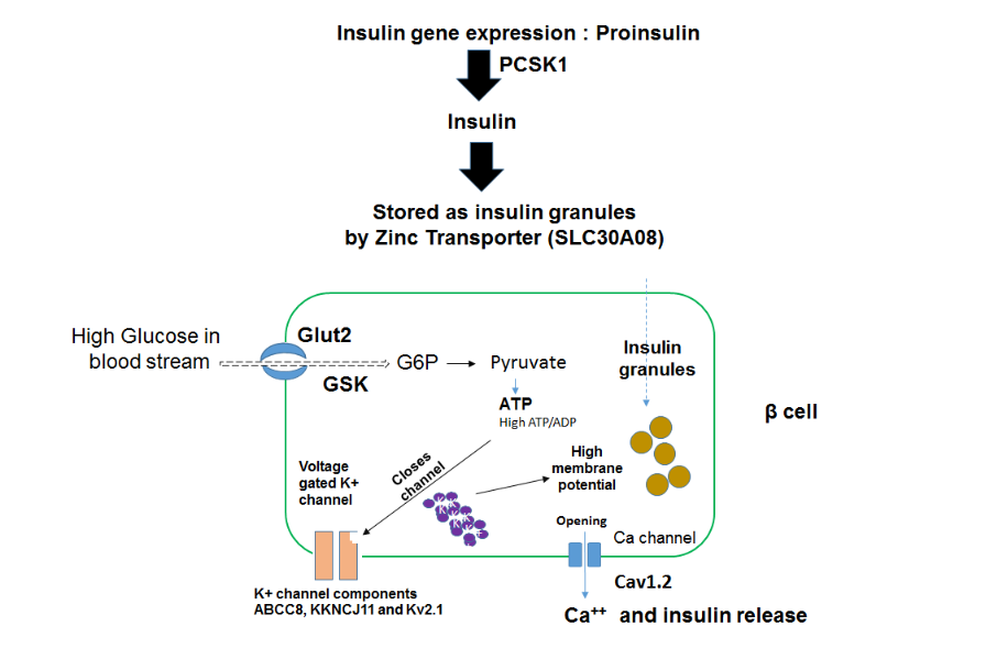 Supplementary Fig. 6: Schematics of genes involved in insulin secretion.