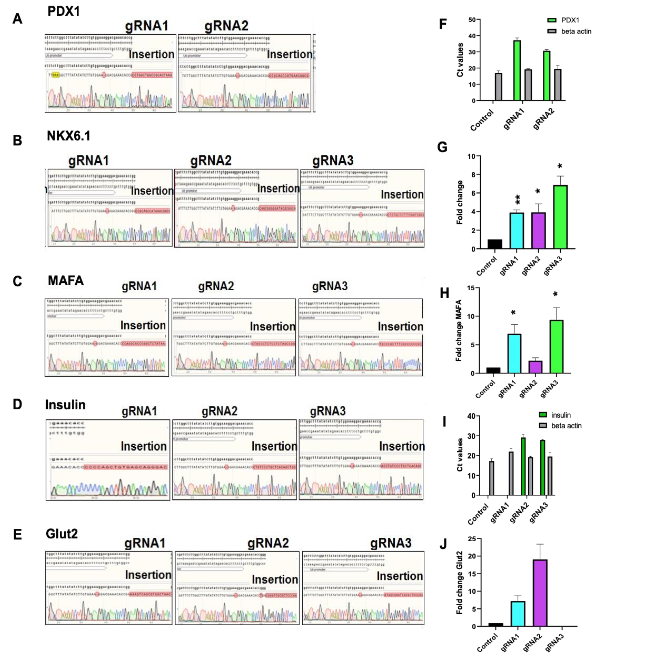 Figure 1: Elucidation of targeted epigenetic engineering and activation of beta cells genes in human lung fibroblasts using dCas9.P300core.