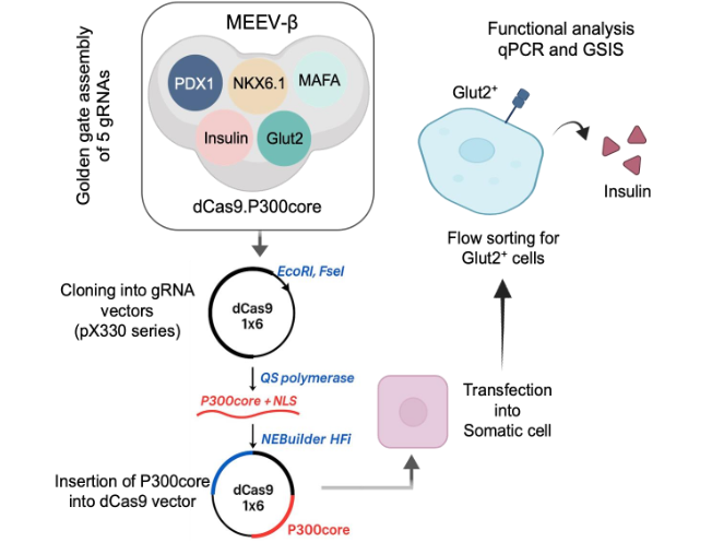 Figure 4: Graphical summary of MEEV-β–mediated β-cell conversion.