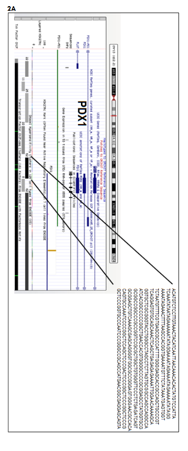 Supplementary Fig. 2: Mapping of DNase 1 hypersensitive region 5’ to transcription start site (TSS) of β-cells genes using UCSC genome browser.
