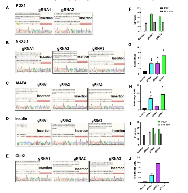 Figure 1: Elucidation of targeted epigenetic engineering and activation of beta cells genes in human lung fibroblasts using dCas9.P300core.