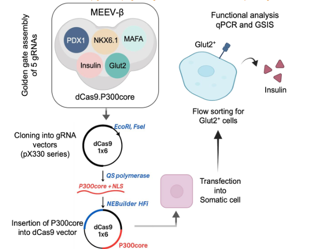 Figure 4: Graphical summary of MEEV-β–mediated β-cell conversion.