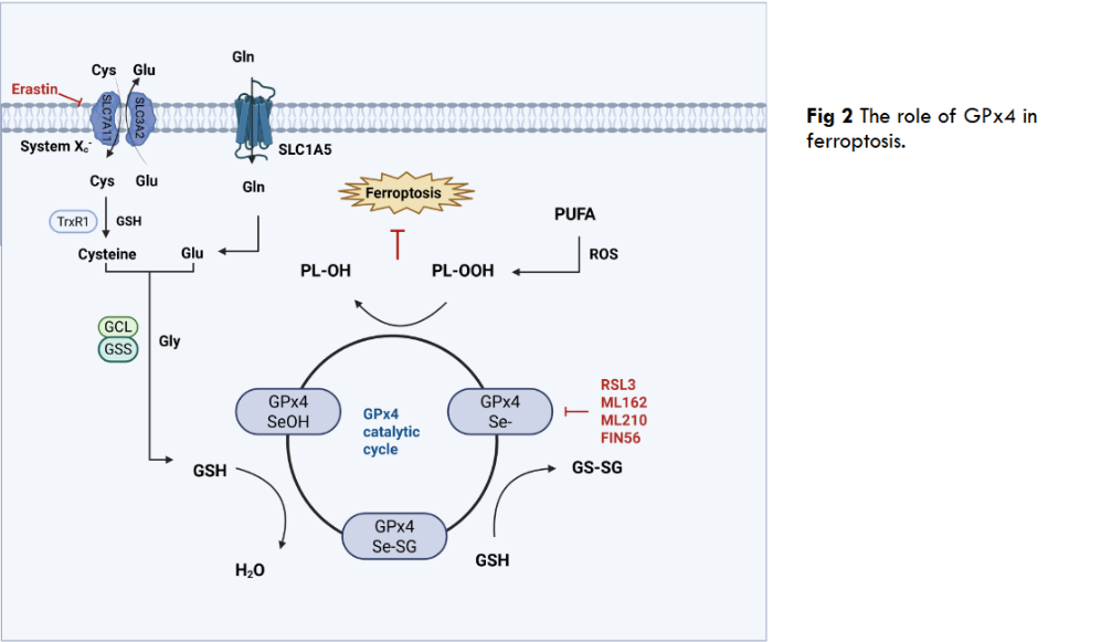 The role of GPx4 in ferroptosis.