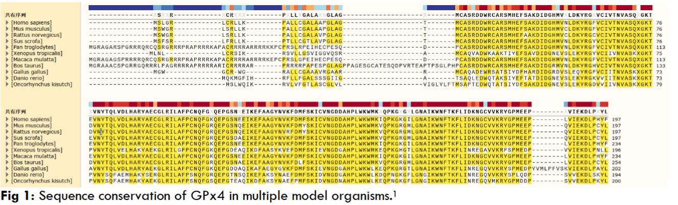 Sequence conservation of GPx4 in multiple model organisms.
