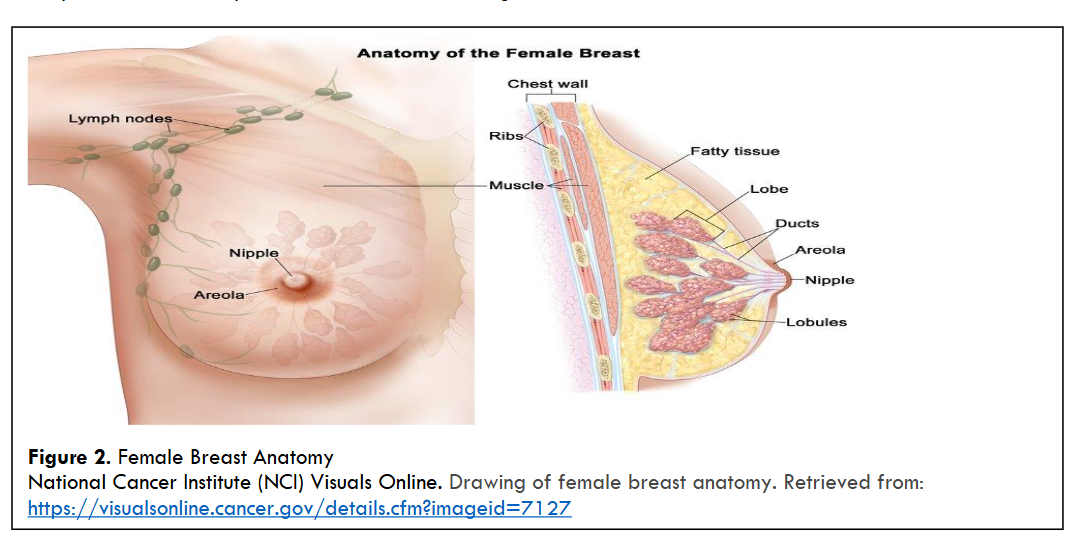 Female Breast Anatomy