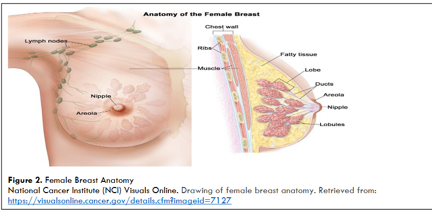 Figure 2. Female Breast Anatomy