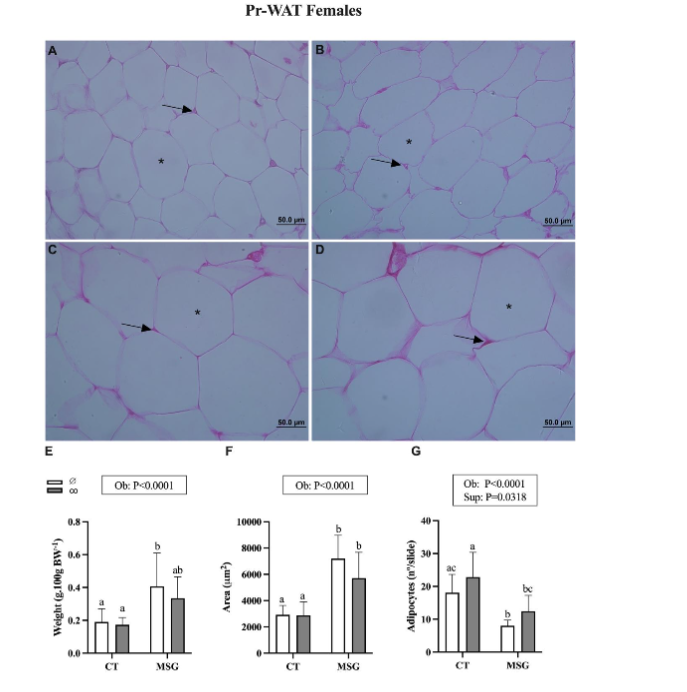 Figure 5. Weight and Histological analyses of Perirenal White Adipose Tissue depot from female obese and non-obese Wistar rats. Representative photomicrography of CT∅ (A); CTco (B); MSG∅ (C) and MSGco (D). Nuclei (↑). Lipid droplet (*). Relative weight. (E). Area (F) and number (G) of adipocytes. ANOVA Two-way factor is shown in the box above the graphics: Obesity (Ob) and supplementation (Sup). The Tukey post hoc test statistical differences are evidenced by different letters above the bars P<0.05 in all statistical analyses.