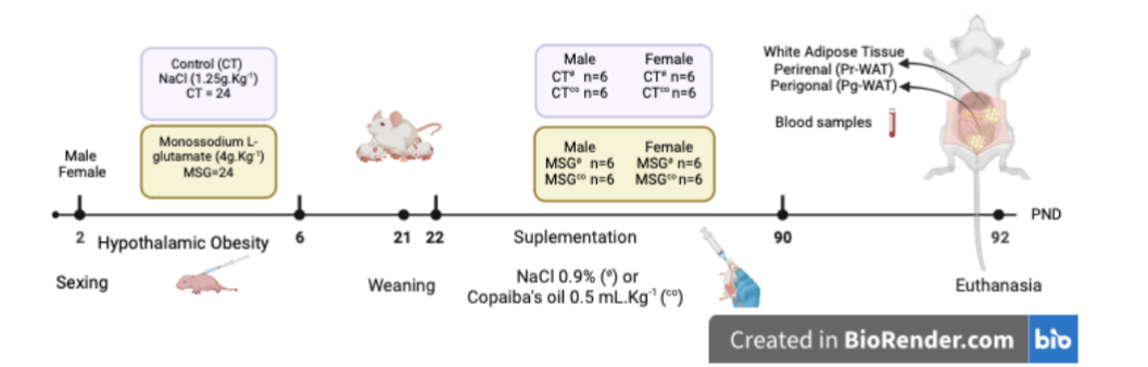 Figure 1. Experimental design. Litters were adjusted by sex. Obesity was induced via subcutaneous monosodium L-glutamate (MSG) injection; non-obese group received saline. After weaning, CO supplementation was started. Non-supplemented groups received saline (∅). Blood and white adipose tissue deposits were collected at the experiment's end.