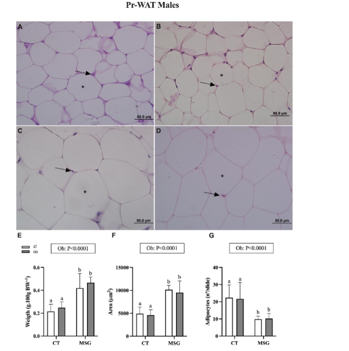 Figure 3. Weight and Histological analyses of Perirenal White Adipose Tissue depot from male obese and non-obese Wistar rats. Representative photomicrography of CT∅ (A); CTco (B); MSG∅ (C) and MSGco (D). Nuclei (↑). Lipid droplet (*). Relative weight. (E). Area (F) and number (G) of adipocytes. ANOVA Two-way factor is shown in the box above the graphics: Obesity (Ob). The Tukey post hoc test statistical differences are evidenced by different letters above the bars P<0.05 in all statistical analyses.