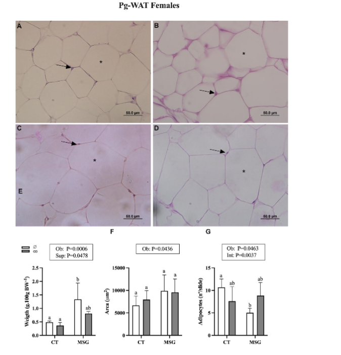 Figure 4. Weight and Histological analyses of Perigonadal White Adipose Tissue depot from female obese and non-obese Wistar rats. Representative photomicrography of CT∅ (A); CTco (B); MSG∅ (C) and MSGco (D). Nuclei (↑). Lipid droplet (*). Relative weight. (E). Area (F) and number (G) of adipocytes. ANOVA Two-way factor is shown in the box above the graphics: Obesity (Ob), supplementation (Sup), or interaction (Int). The Tukey post hoc test statistical differences are evidenced by different letters above the bars P<0.05 in all statistical analyses.