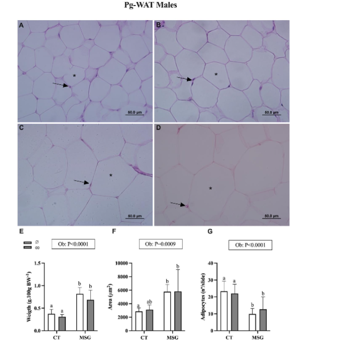 Figure 2. Weight and Histological analyses of Perigonadal White Adipose Tissue depot from male obese and non-obese Wistar rats. Representative photomicrography of CT∅ (A); CTco (B); MSG∅ (C) and MSGco (D). Nuclei (↑). Lipid droplet (*). Relative weight. (E). Area (F) and number (G) of adipocytes. ANOVA Two-way factor is shown in the box above the graphics: Obesity (Ob). The Tukey post hoc test statistical differences are evidenced by different letters above the bars P<0.05 in all statistical analyses.