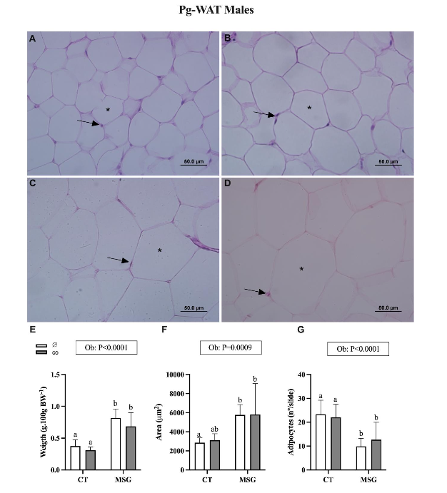 Figure 2. Weight and Histological analyses of Perigonadal White Adipose Tissue depot from male obese and non-obese Wistar rats. Representative photomicrography of CT∅ (A); CTco (B); MSG∅ (C) and MSGco (D). Nuclei (↑). Lipid droplet (*). Relative weight. (E). Area (F) and number (G) of adipocytes. ANOVA Two-way factor is shown in the box above the graphics: Obesity (Ob). The Tukey post hoc test statistical differences are evidenced by different letters above the bars P<0.05 in all statistical analyses.