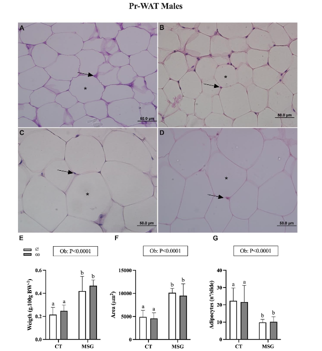 Figure 3. Weight and Histological analyses of Perirenal White Adipose Tissue depot from male obese and non-obese Wistar rats. Representative photomicrography of CT∅ (A); CTco (B); MSG∅ (C) and MSGco (D). Nuclei (↑). Lipid droplet (*). Relative weight. (E). Area (F) and number (G) of adipocytes. ANOVA Two-way factor is shown in the box above the graphics: Obesity (Ob). The Tukey post hoc test statistical differences are evidenced by different letters above the bars P<0.05 in all statistical analyses.