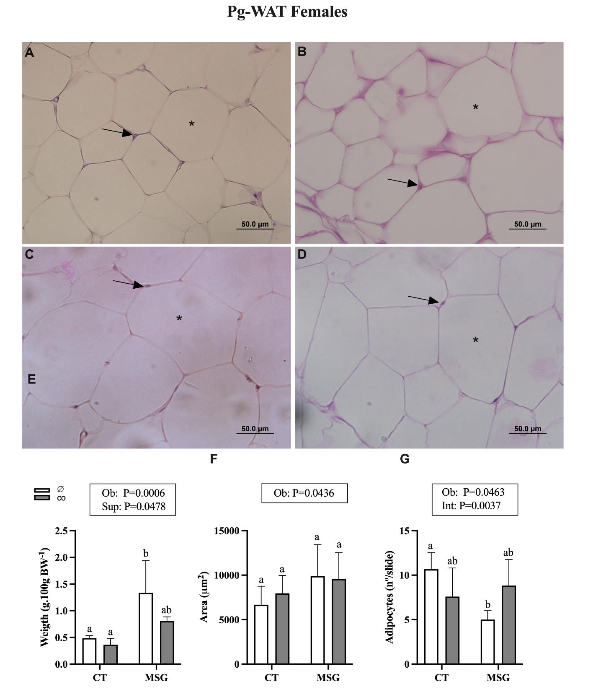 Figure 4. Weight and Histological analyses of Perigonadal White Adipose Tissue depot from female obese and non-obese Wistar rats. Representative photomicrography of CT∅ (A); CTco (B); MSG∅ (C) and MSGco (D). Nuclei (↑). Lipid droplet (*). Relative weight. (E). Area (F) and number (G) of adipocytes. ANOVA Two-way factor is shown in the box above the graphics: Obesity (Ob), supplementation (Sup), or interaction (Int). The Tukey post hoc test statistical differences are evidenced by different letters above the bars P<0.05 in all statistical analyses.