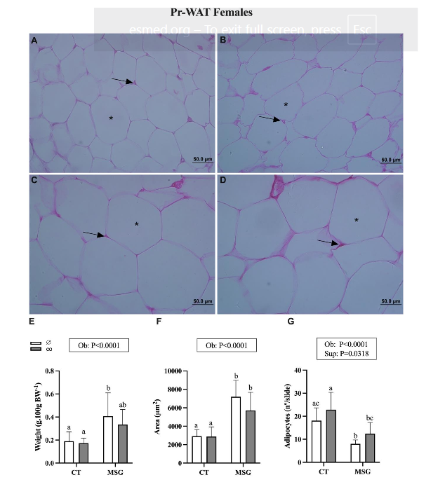 Figure 5. Weight and Histological analyses of Perirenal White Adipose Tissue depot from female obese and non-obese Wistar rats. Representative photomicrography of CT∅ (A); CTco (B); MSG∅ (C) and MSGco (D). Nuclei (↑). Lipid droplet (*). Relative weight. (E). Area (F) and number (G) of adipocytes. ANOVA Two-way factor is shown in the box above the graphics: Obesity (Ob) and supplementation (Sup). The Tukey post hoc test statistical differences are evidenced by different letters above the bars P<0.05 in all statistical analyses.
