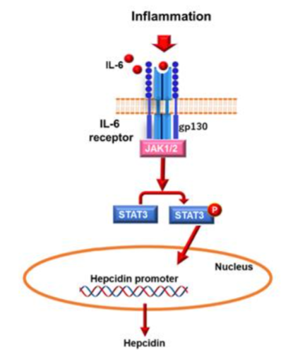 Figure 1: Regulation of hepcidin expression. The inflammatory pathway, IL-6, which is produced during inflammation, binds to the IL-6 receptor and gp130. This activates JAK/1, 2. This process results in the phosphorylation of STAT3, which then translocates into the nucleus and binds to the hepcidin promoter, thereby activating transcription.
