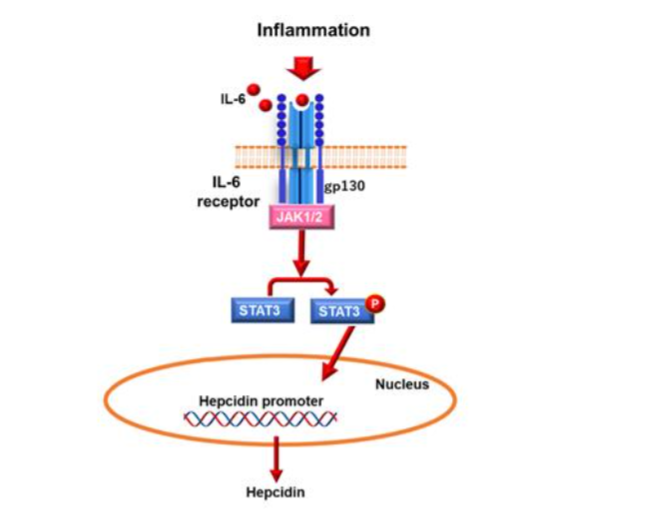 Figure 1: Regulation of hepcidin expression. In the inflammatory pathway, IL-6, which is produced during inflammation, binds to the IL-6 receptor and gp130. This activates JAK1/2. This process results in the phosphorylation of STAT3, which then translocates into the nucleus and binds to the hepcidin promoter, thereby activating transcription.