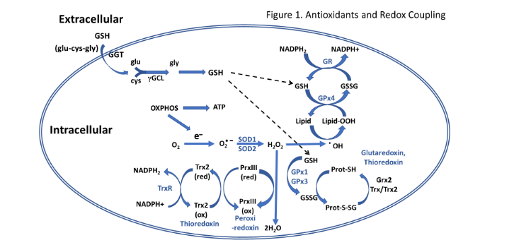 Figure 1: An overview of antioxidant systems and reduction-oxidation in the cell involved in free radical scavenging and antioxidant activity.