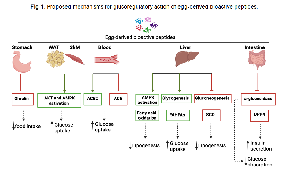 Proposed mechanisms for glucoregulatory action of egg-derived bioactive peptides.