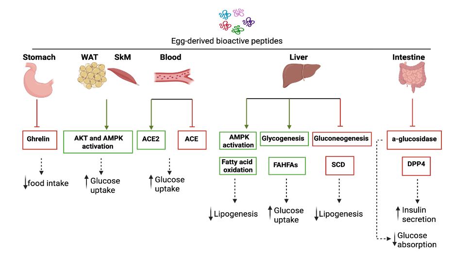Figure 1: Proposed mechanisms for glucoregulatory action of egg-derived bioactive peptides.