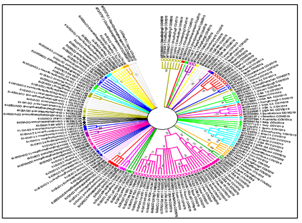 Figure. No.3: Phylogenetic tree of Covid-19 sequences from different countries