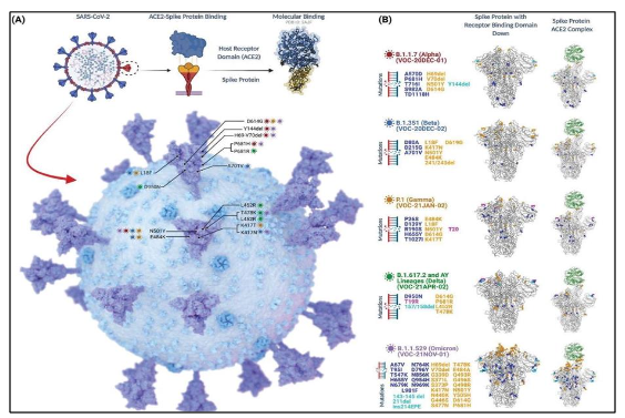Figure. No.1: Key spike protein mutations in SARS-CoV-2