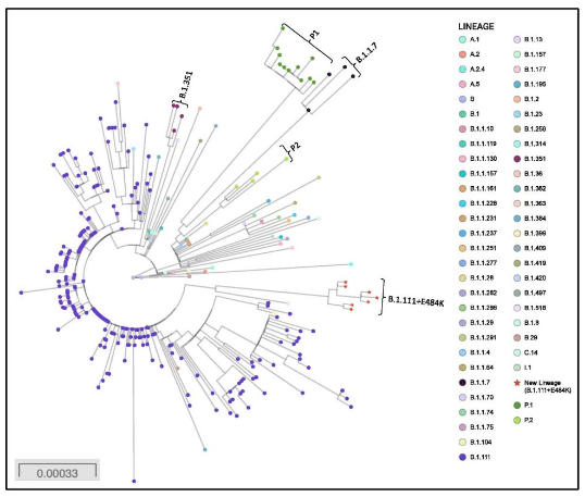 Figure no.2: Evolutionary tree for SARS-Cov2