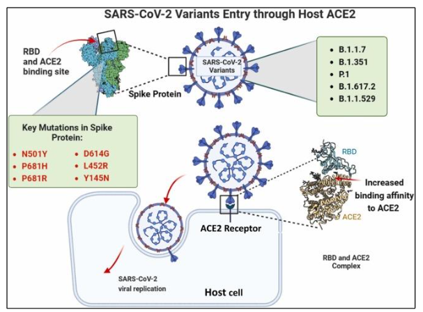 Figure no. 4: Emerging variants to vaccines