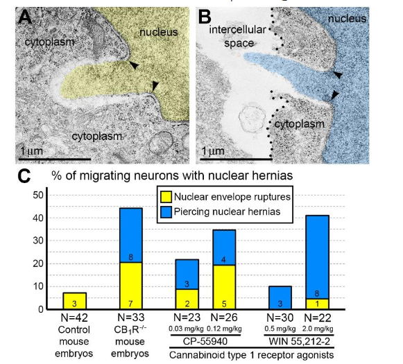 Figure 1. Ultrastructure of herniated chromatin streams and percentage of herniated cells. (A) NE rupture in a neuron from the cortical plate of wild type mouse embryo exposed to CB1R agonist CP-55940. The chromatin stream expelled from the nucleus (pseudo-colored yellow) is not surrounded by nuclear membranes. (B) Piercing nuclear hernia (PNH) in a neuron from the cortical plate of CB1R-/- embryo. The chromatin stream expelled from the nucleus (pseudo-colored blue) penetrates the intercellular space. The damaged plasma membrane is designated with dotted lines in B. Arrowheads in (A) and (B) indicate points of interruption of the nuclear membranes. (C) Percentages of cells with nuclear hernias in the embryocerebrum of wild type control mice, CB1R-/- mice and wild type mice exposed to indicated doses of CB1R agonists. Numbers of cells with NE ruptures and PNHs are indicated at the base of each column. Ns refer to the numbers of analyzed cells from corresponding groups. The figure is modified from our article 31.