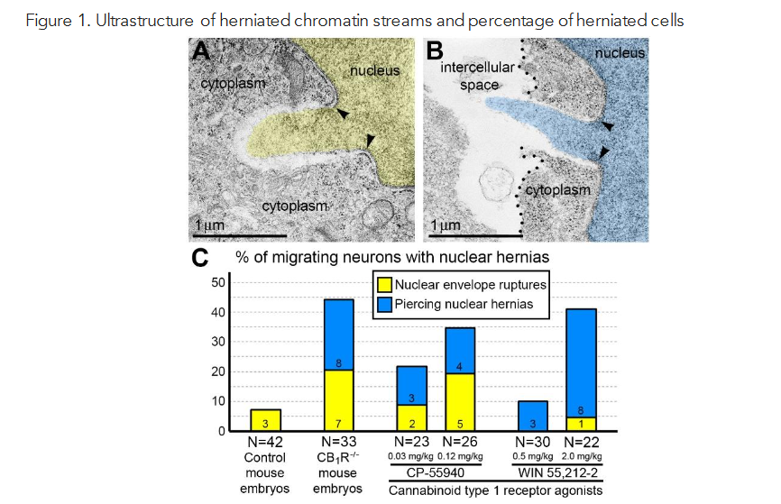 Figure 1. Ultrastructure of herniated chromatin streams and percentage of herniated cells.