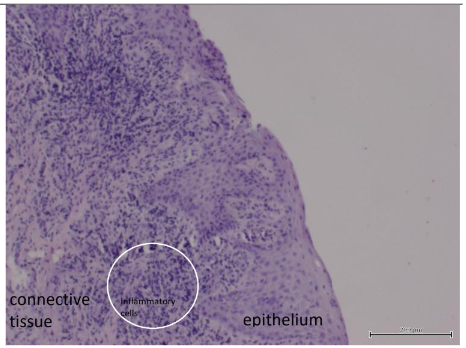Histology examination