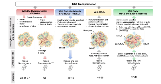 Figure 3: Overview of various strategies used to improve the vascularization and engraftment of transplanted islets.