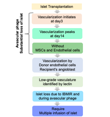 Figure 2: Schematics of effect of loss of vasculature on post-tx islet engraftment.
