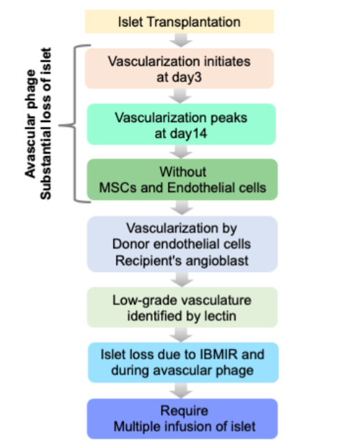 Figure 2: Schematics of effect of loss of vasculature on post-tx islet engraftment.