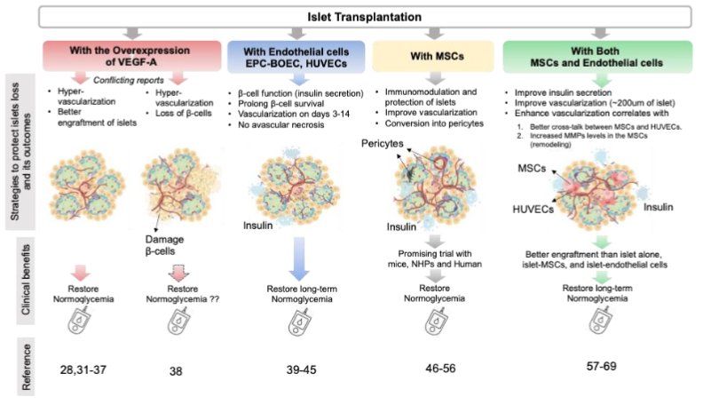 Figure 3: Overview of various strategies used to improve the vascularization and engraftment of transplanted islets.