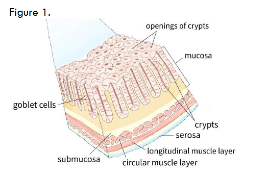 Figure 1. Student drawing of the four layers of the gastrointestinal tract.