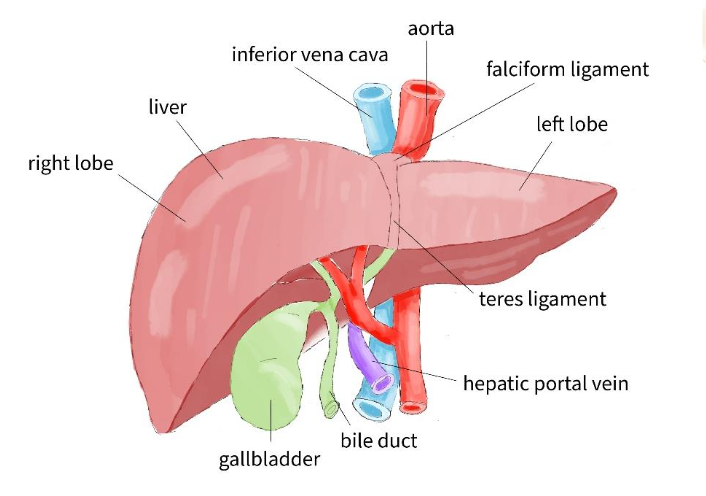 Figure 2. Illustration of the relationship between the liver, gallbladder, and surrounding vasculature.