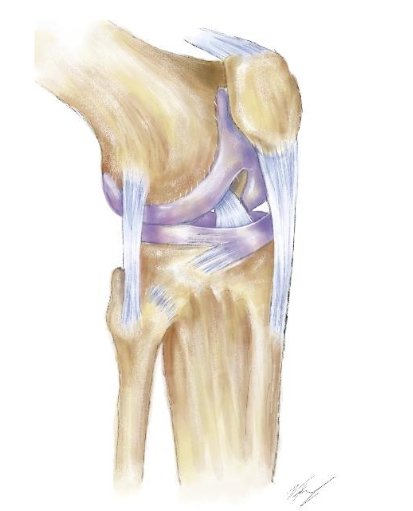 Figure 3. Illustration of the ligaments of the knee.