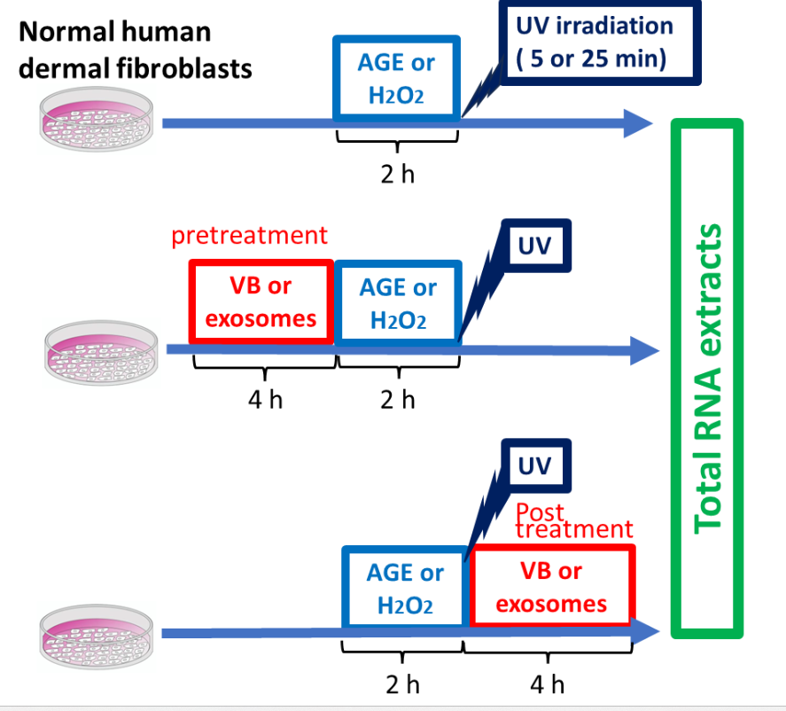 Basic experimental protocols: HDFs were treated for 4 h with VBs or exosomes derived from mesenchymal stem cells treated with or without VBs before or after aging stresses, including a 2 h treatment with advanced glycation end products, or hydrogen peroxide, or ultraviolet irradiation (5 min or 25 min). Then, total RNA was extracted, and the expression of stress parameters (collagen, elastin, and hyaluronic acid synthase) was quantified by qRT-PCR.