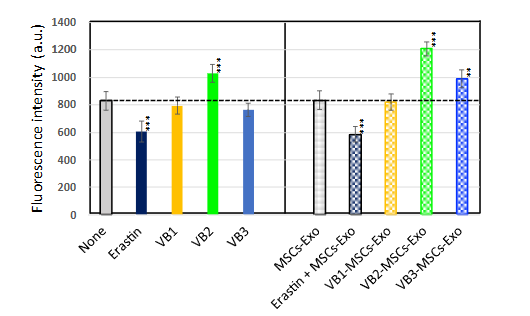 Quantitative analysis of cystine taken up into human dermal fibroblasts. After treatment of HDFs with VBs or VBs-MSCs-Exo for 4 h, Cells were labeled with a fluorescent cystine analog and the amount of Cystine analog (CA) was evaluated by measuring the fluorescence intensity. The effect of erastin, a cystine transporter (xCT) was also analyzed. The statistical significance is shown below. **p<0.01, ***p<0.001.
