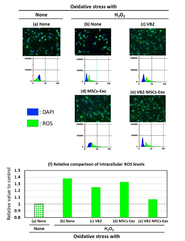 Inhibitory effects of VB2 and VB2-MSCs-Exo on intracellular reactive oxygen species levels in human dermal fibroblasts cultured in hydrogen peroxide-causing stress conditions. (a) shows a fluorescence microscopy image of untreated control cells. The graph at the bottom of the image represents the fluorescence intensity per cell (y-axis: relative fluorescence intensity, x-axis: cell frequency). The other images and graphs show the fluorescence intensity of cells treated with H2O2 after being unstimulated (b), stimulated with VB2 (c), stimulated with MSCs-Exo (d), and stimulated with VB2-MSCs-Exo (e). (f) compares the relative intracellular ROS levels of each experimental group to the untreated control.