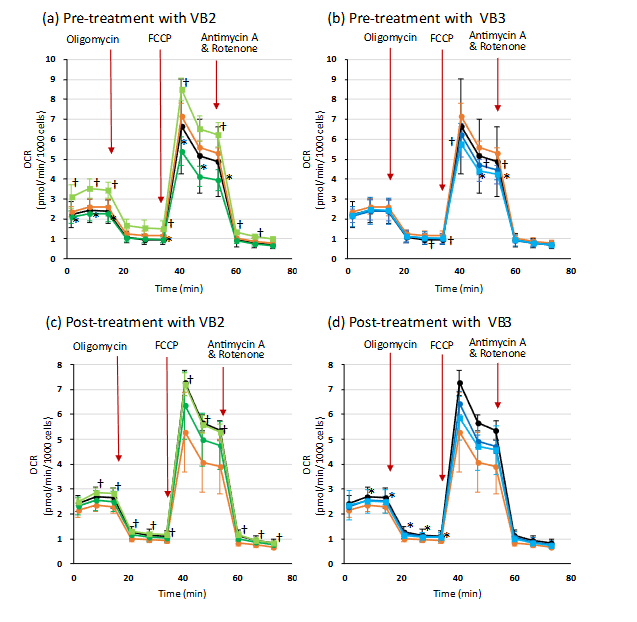 Effects of treatment with VB2 or VB3, with or without purified MSCs-Exo, on mitochondrial oxygen consumption rate in human dermal fibroblasts cultured in hydrogen peroxide-causing stress conditions. HDFs were pre- or post-treated with VB2 (a, c) or VB3 (b, d) with or without purified MSCs-Exo. The line graph shows the pattern of the untreated control. The other graphs show the OCR patterns of HDFs cultured in the oxidative stress environment when stimulated with none, VB2, VB3, VB2 + MSCs-Exo, and VB3 + MSCs-Exo, respectively. The statistical significance is as follows. (a), (b); *p < 0.05 for VB2 compared to H2O2 alone, †p < 0.05 for VB2-MSCs-Exo compared to H2O2 alone, (c), (d); *p < 0.05 for VB3 compared to H2O2 alone, †p < 0.05 for VB3-MSCs-Exo compared to H2O2 alone.