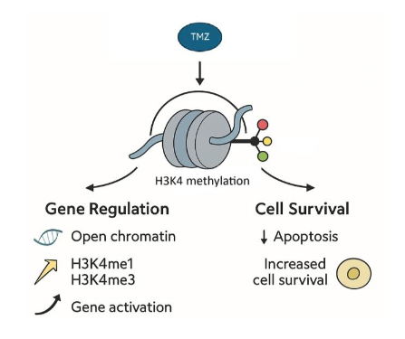 Figure 2. H3K4 methylation: Linking gene regulation and cell survival.