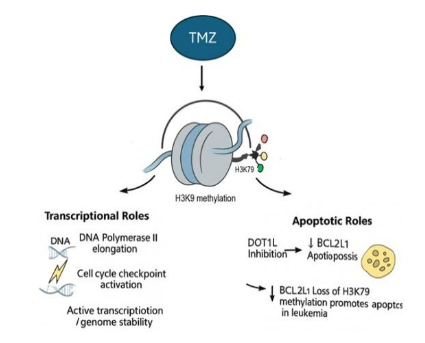 Figure 3. H3K79 Methylation: linking transcription and apoptosis.