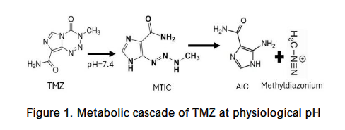 Figure 1. Metabolic cascade of TMZ at physiological pH