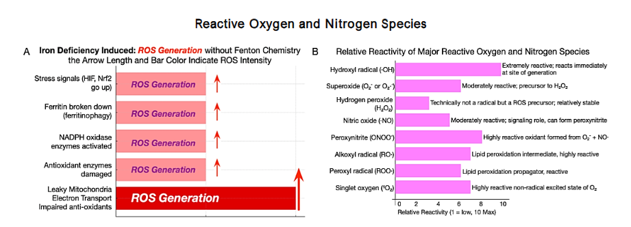 Panel A: bar represents approximations of overall ROS under iron deficiency, plus metabolic pressures not tied to Fenton chemistry. Panel B: Bar chart shows relative reactivity of ROS/RNS on a 1-10 scale (1 = low, 10 = high), based on chemical reactivity, not concentration. Highly reactive species (e.g., OH, HOCl, ONOO⁻) rank high; moderately reactive ones (e.g., H₂O₂) are mid-range; less reactive radicals (e.g., O₂⁻, NO) rank low. This shows why small changes in ROS generation or detoxification can amplify biologic effects when highly reactive species form. Abbreviations: ROS, reactive oxygen species; RNS, reactive nitrogen species; HIF, hypoxia-inducible factor; Nrf2, nuclear factor (erythroid-derived 2)-like 2; NOX, NADPH oxidase; ETC, electron transport chain.