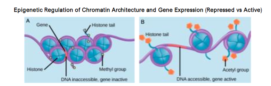 Epigenetic Regulation of Chromatin Architecture and Gene Expression (Repressed vs Active). Epigenetic marks, including DNA methylation and histone tail modifications, regulate whether chromatin is compacted and transcriptionally repressed (Panel A) or relaxed and transcriptionally active (Panel B). Histone tail modifications act as molecular switches that control the accessibility of tumor-suppressor and oncogenic pathways. In healthy cells, these marks are dynamic, responding to physiologic cues such as oxygen availability, nutrient status, and redox balance. During acute oxidative stress, such modifications are protective and reversible, enabling short-term survival. However, under chronic stress, epigenetic states may become fixed (locked in) and heritable, establishing long-term gene-regulatory programs that predispose to malignant transformation and, in some cases, can be transmitted across generations.