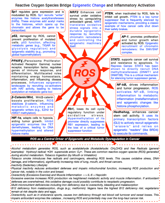 This figure illustrates how oxidative stress, driven by reactive oxygen species (ROS), acts as a central upstream trigger, simultaneously activating epigenetic reprogramming (in blue) and inflammatory/metabolic signaling pathways that converge to promote the initiation of neoplasia, with the potential for progression to malignancy.