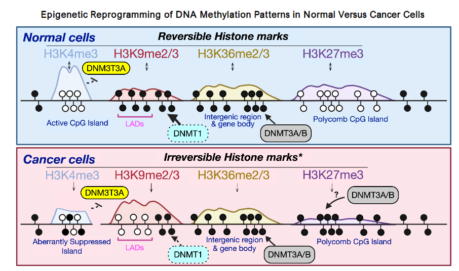 Epigenetic Reprogramming of Cellular DNA Patterns: Normally Reversible (blue background) vs. Cancer Cells (pink background), Generally Irreversible (without therapeutic intervention). Image modified by Tisman. Original by Yinglu Li, Xiao Chen, and Chao Lu: https://doi.org/10.15252/embr.202051803