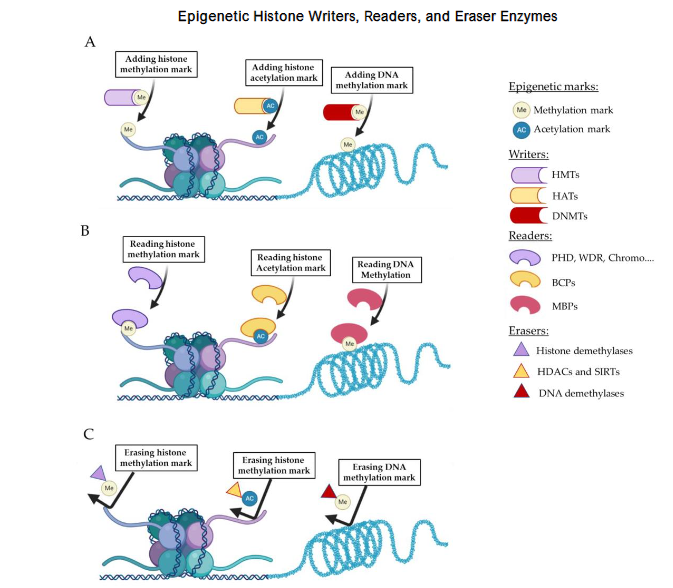 Coordinated roles of epigenetic writers, readers, and erasers in chromatin regulation. Writers add chemical marks (methyl, acetyl) to histones or DNA, altering chromatin structure and gene transcription. Readers recognize these marks and recruit complexes that activate or repress transcription. Erasers remove the marks, restoring chromatin plasticity. Together these modules regulate gene expression and cell identity; their disruption can drive oncogenesis and represents a target for epigenetic therapy.